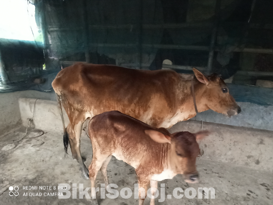 বাছুরসহ গাভী গরু বিক্রি করা হবে